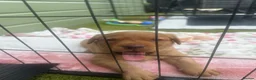 Labrador Retriever dogs for sale: KC Registered Fox Red Labrador Puppy - Advert 10