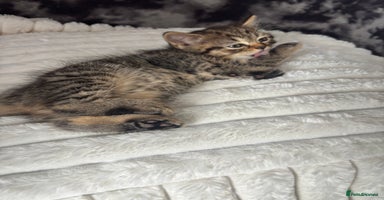 Scottish Fold cats - Advert 4
