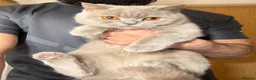 British Shorthair cats for sale: 2 British Blue Girls Looking for Forever homes in Glasgow - Advert 19