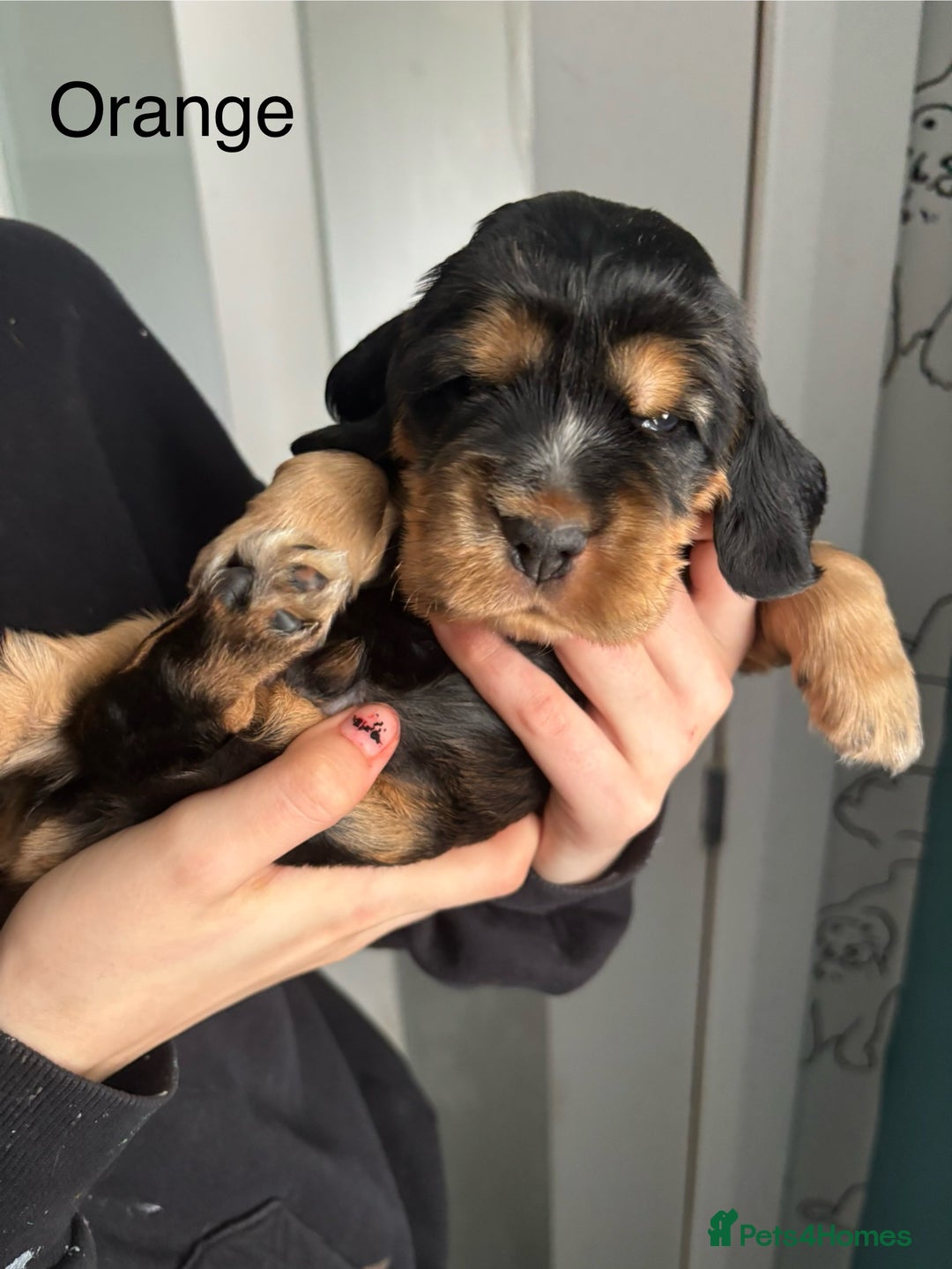 Cocker Spaniel dogs for sale: KC & HEALTH TESTED CHOC SABLE PUPS - Image 17