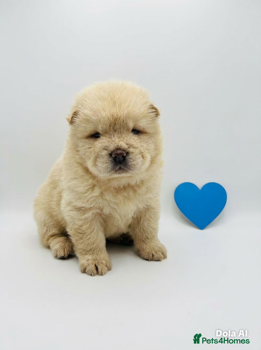 Chow Chow dogs 7 Stunning Chow Chow Puppies - Advert 5