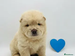 Chow Chow dogs 7 Stunning Chow Chow Puppies - Advert 5