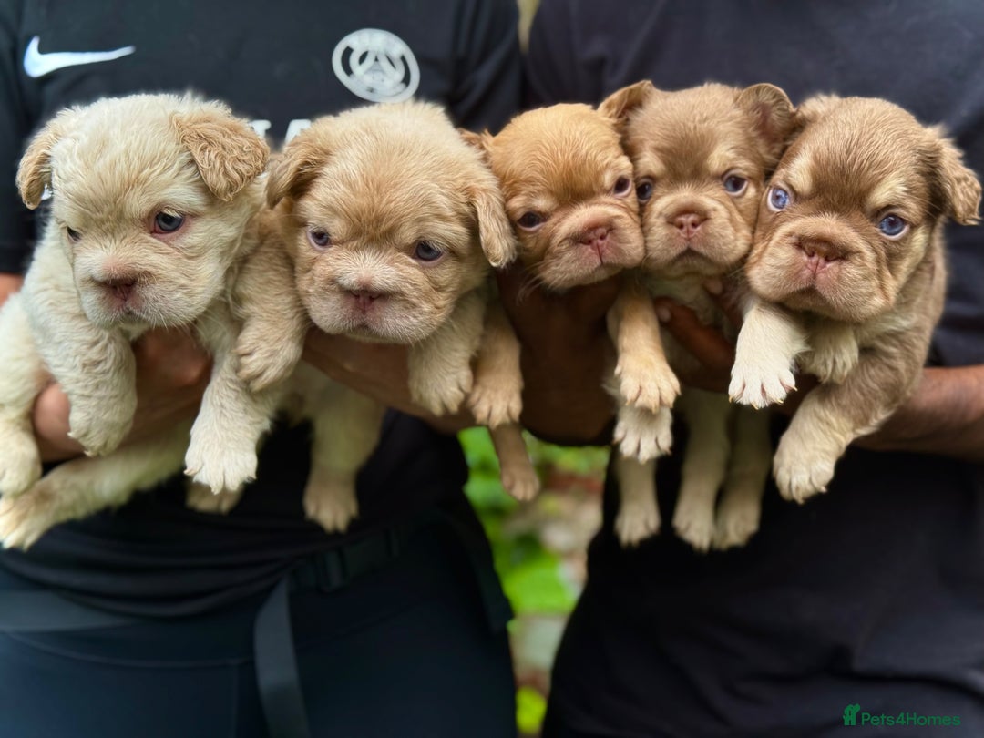 French Bulldog dogs for sale: Visual Fluffy 🧶 New Shade Frenchies 💎  - Image 3