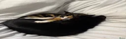 Mixed Breed cats for sale: 2 kitten male and female ready to be collected  - Advert 2