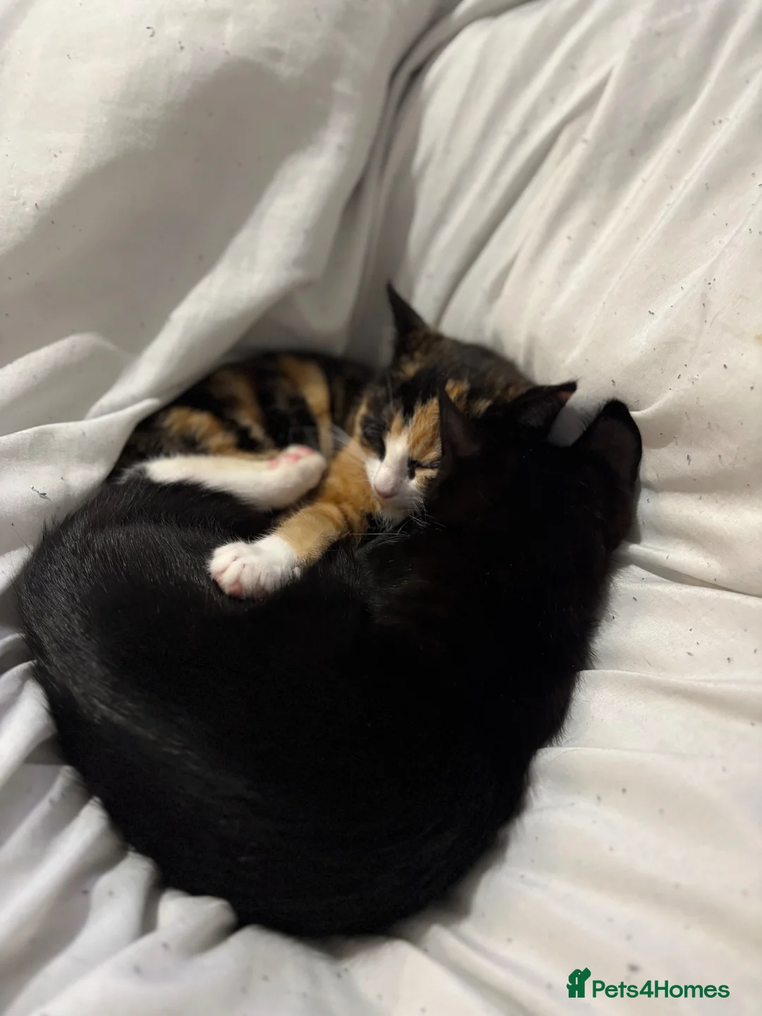 Mixed Breed cats for sale: 2 kitten male and female ready to be collected  - Advert 2