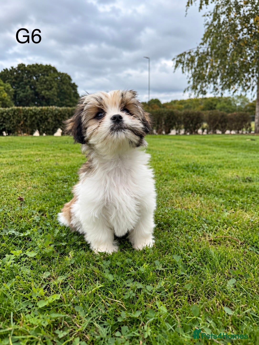 Cava Tzu dogs Gorgeous Cavatzus – Cavalier × Shih Tzu Puppies - Advert 2