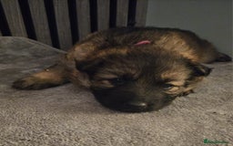 German Shepherd dogs for sale: German shepherd puppies - Image 2