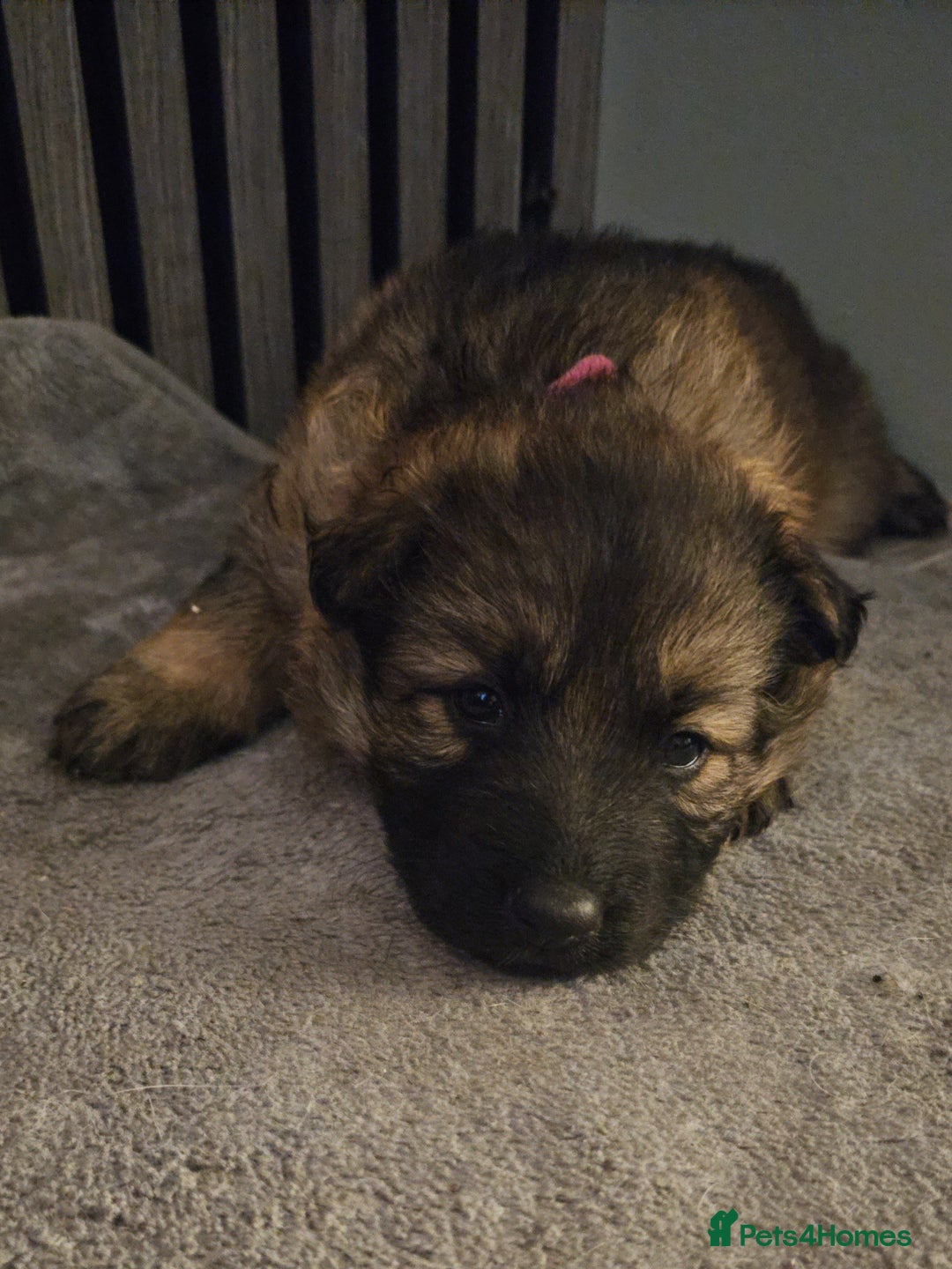 German Shepherd dogs for sale: German shepherd puppies - Image 2