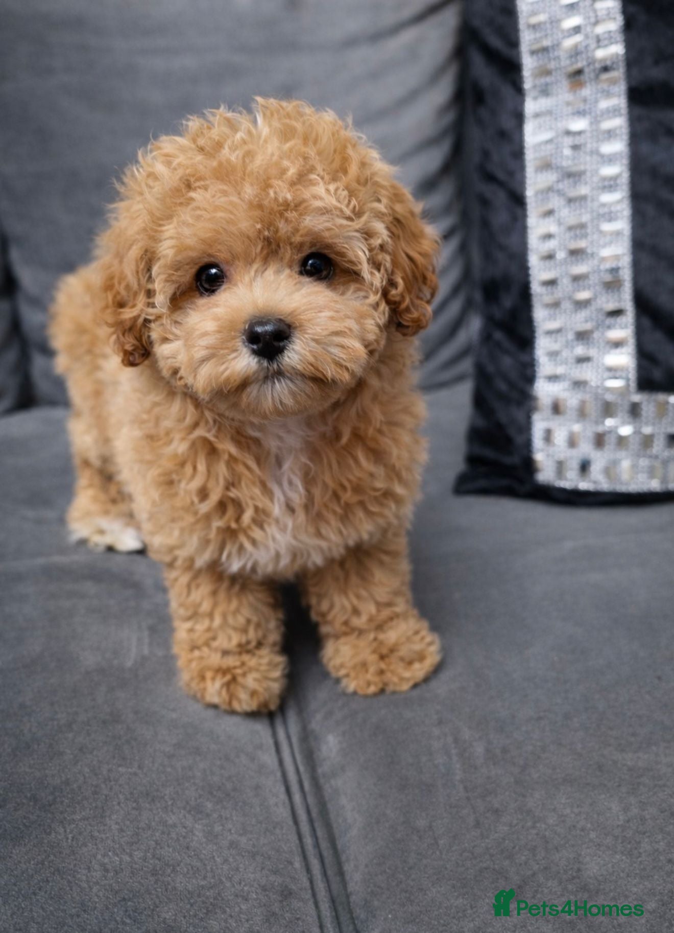 Maltipoo dogs 💥Ready to go Tiny teddy bear f1b Asian maltipoo💥 - Advert 5