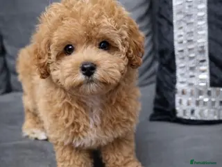 Maltipoo dogs 💥Ready to go Tiny teddy bear f1b Asian maltipoo💥 - Advert 5