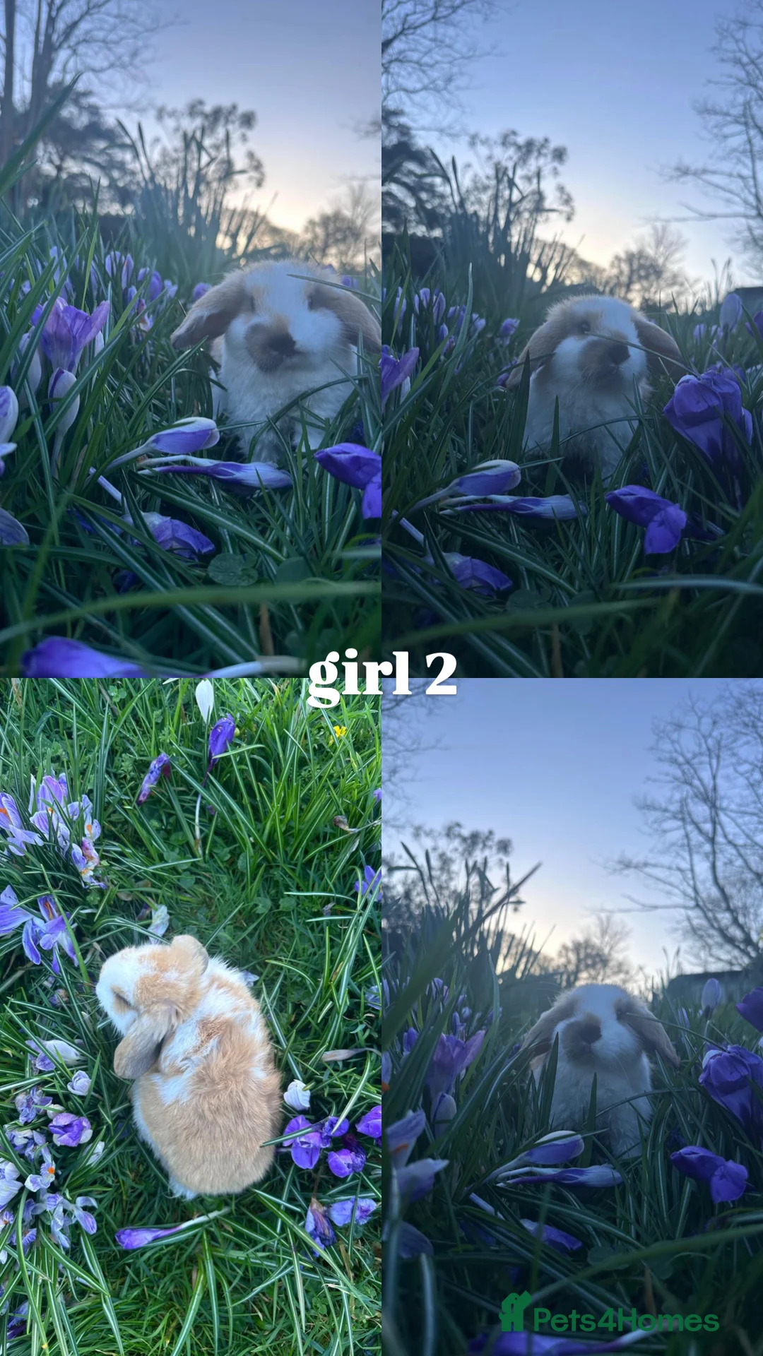 Mini Lop rabbits for sale: HAND-RAISED, FRIENDLIEST AND HOPPIEST BUNNYS 🥰🐰 - Advert 3