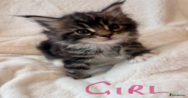 Maine Coon cats - Advert 6