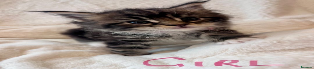 Maine Coon Kitten 1 Pink Collar 