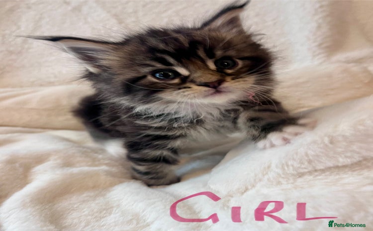 Maine Coon cats - Advert 3