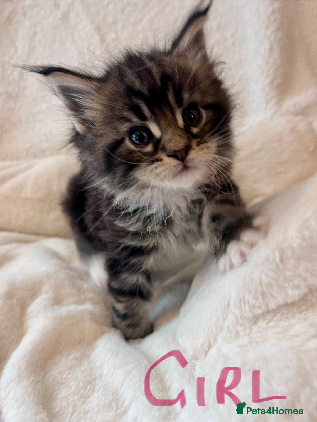 Maine Coon cats for sale: Maine coon kitten  - Image 12