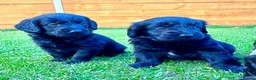 Labradoodle dogs for sale: F1 Labradoodle Merle Babies 🐾🐾🐾 - Advert 23