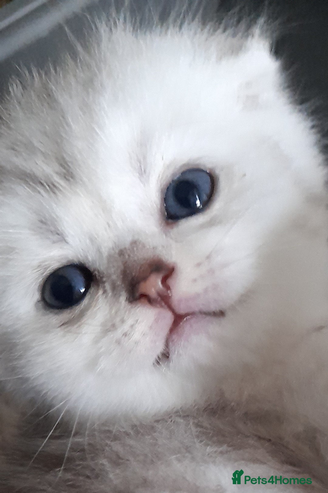 Scottish Fold cats for sale: LAST BOY FOLD. OPEN TO OFFERS.  in Aberdare - Image 1