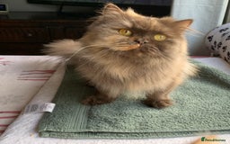 British Longhair cats for sale: British long hair female  - Image 7