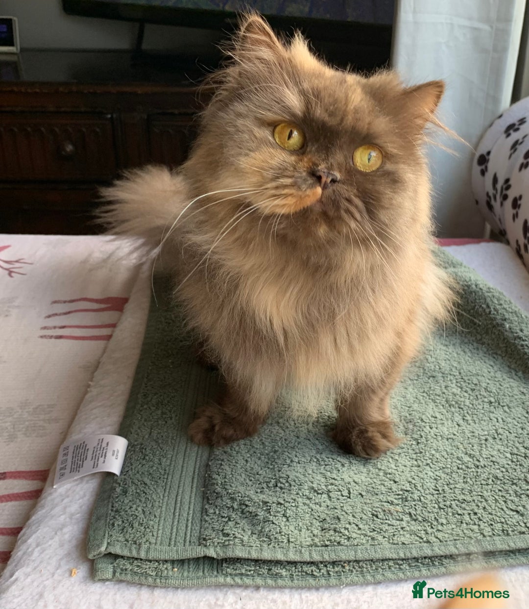 British Longhair cats for sale: British long hair female  - Image 7