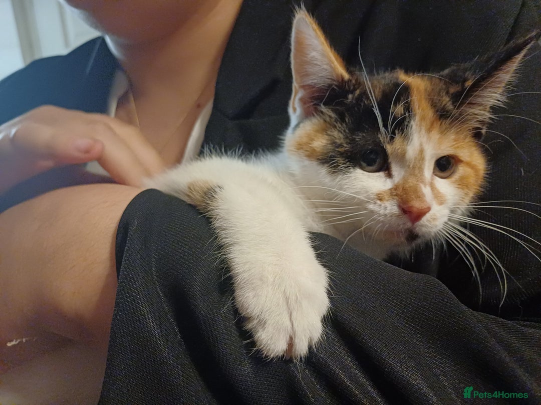 Mixed Breed cats for sale: Two calico kittens looking for their forever homes - Image 4