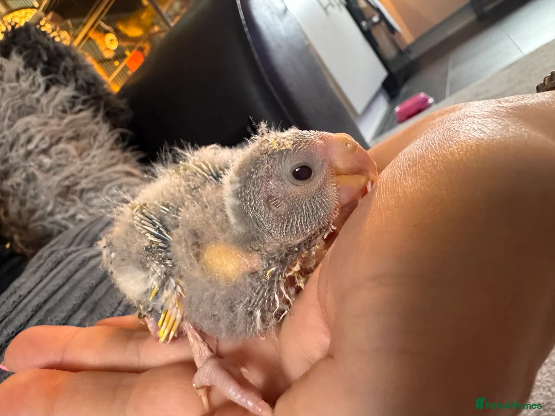 Parakeets birds for sale: Kakariki parakeets  - Advert 5