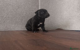 Staffordshire Bull Terrier dogs for sale: KC CHAMPION BLUE/BLACK PUPS TRUE EXAMPLES OF A SBT - Image 12