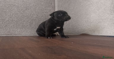 Staffordshire Bull Terrier dogs - Advert 8