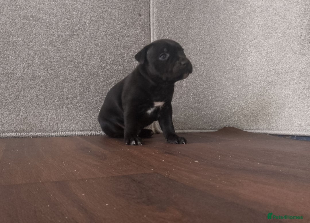 Staffordshire Bull Terrier dogs for sale: KC CHAMPION BLUE/BLACK PUPS TRUE EXAMPLES OF A SBT - Image 12
