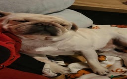 Pug dogs for sale: Male pug  - Image 2