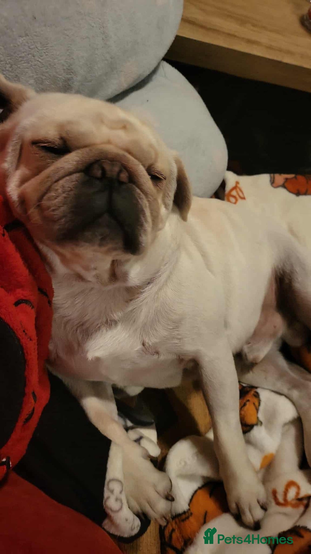 Pug dogs for sale: Male pug  - Image 2