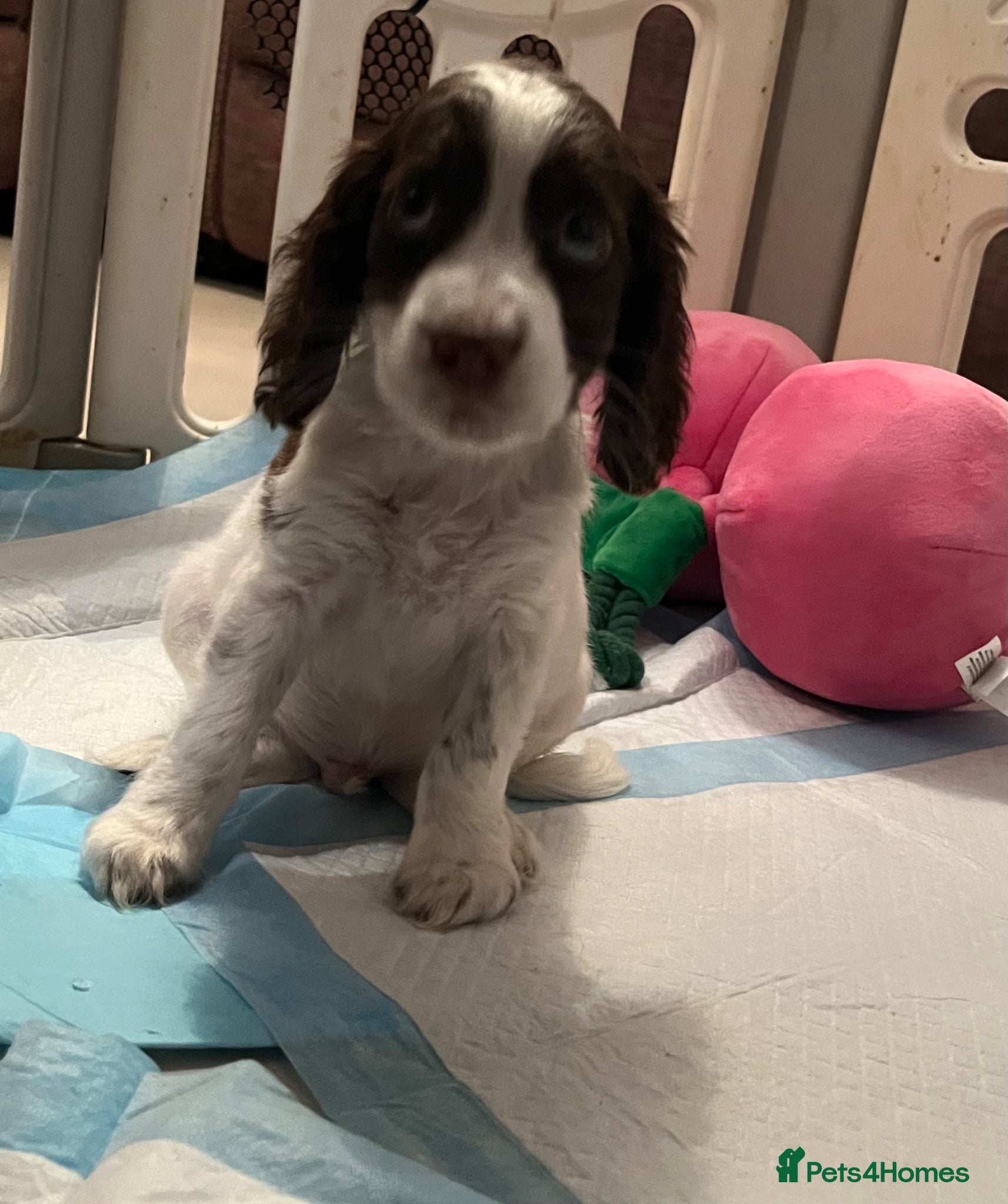 Cocker Spaniel dogs 🐶❤️Gorgeous Cocker Spaniels Puppies  - Advert 1