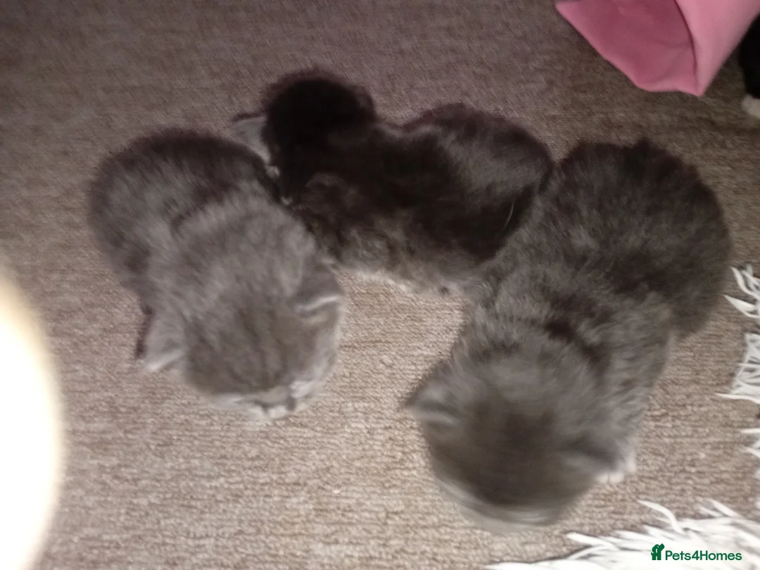 Persian cats for sale: 2 half Persian Kittens. Black and black & White. - Advert 16