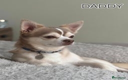 Chihuahua dogs for sale: Chihuahua puppies for sale - Image 2