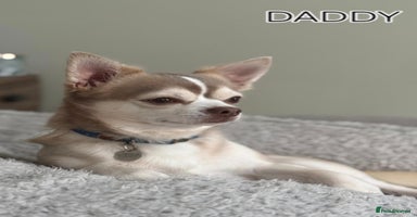 Chihuahua dogs - Advert 9