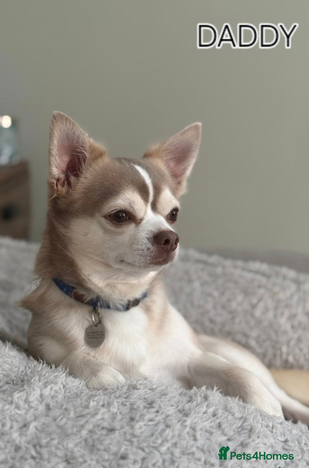 Chihuahua dogs for sale: Chihuahua puppies for sale - Image 2