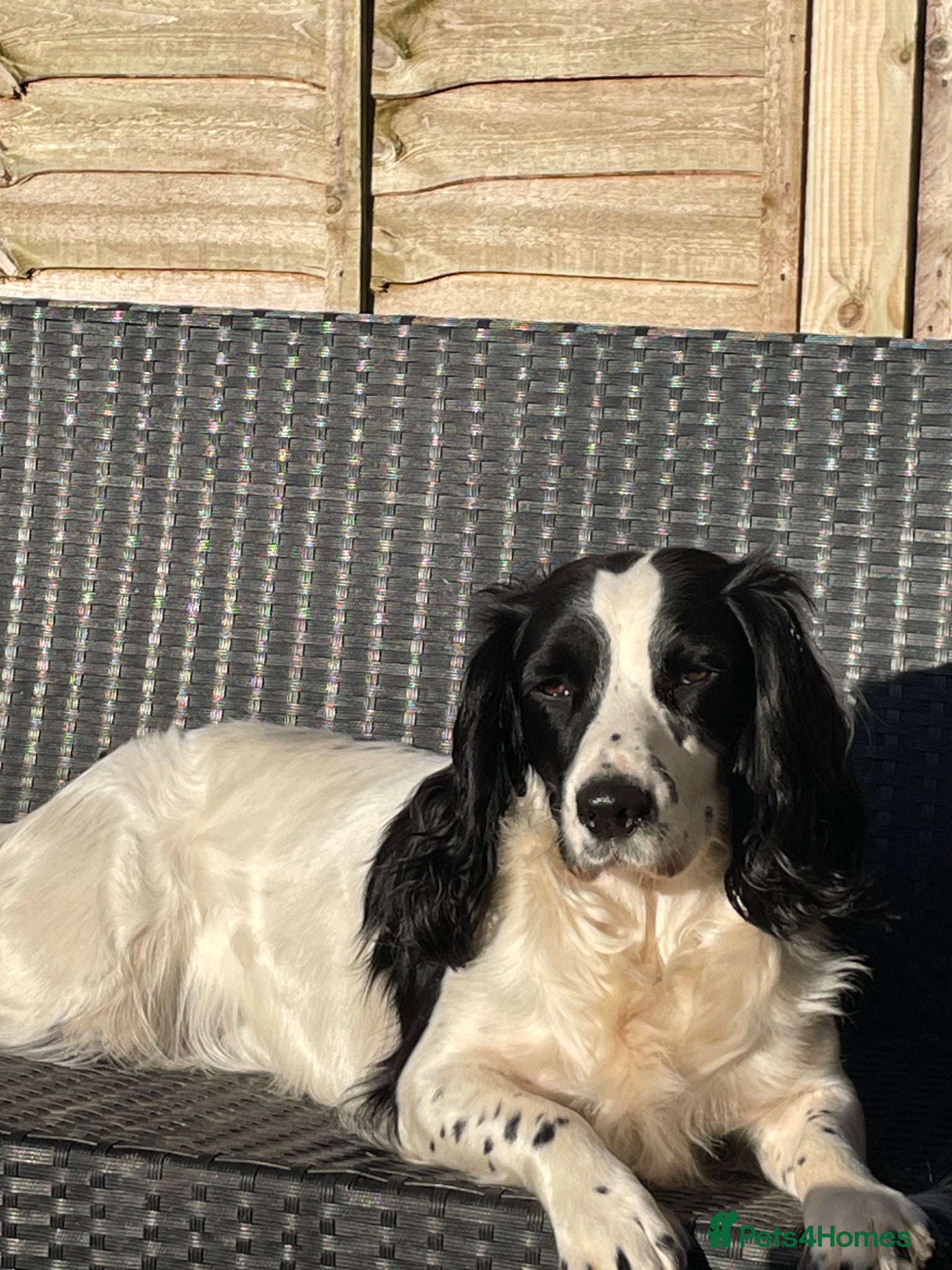 English Springer Spaniel dogs English springer spanier Diamond - Advert 1