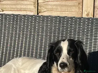 English Springer Spaniel dogs English springer spanier Diamond - Advert 2