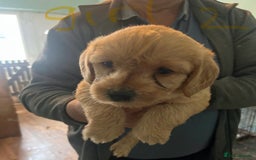 Labradoodle dogs for sale: Labradoodle puppies for sale  - Image 11