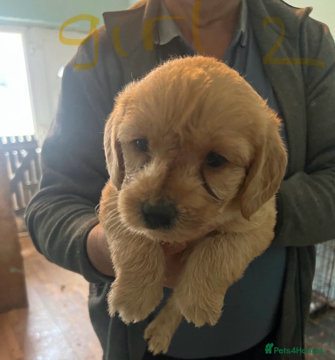 Labradoodle dogs for sale: Labradoodle puppies for sale  - Image 11