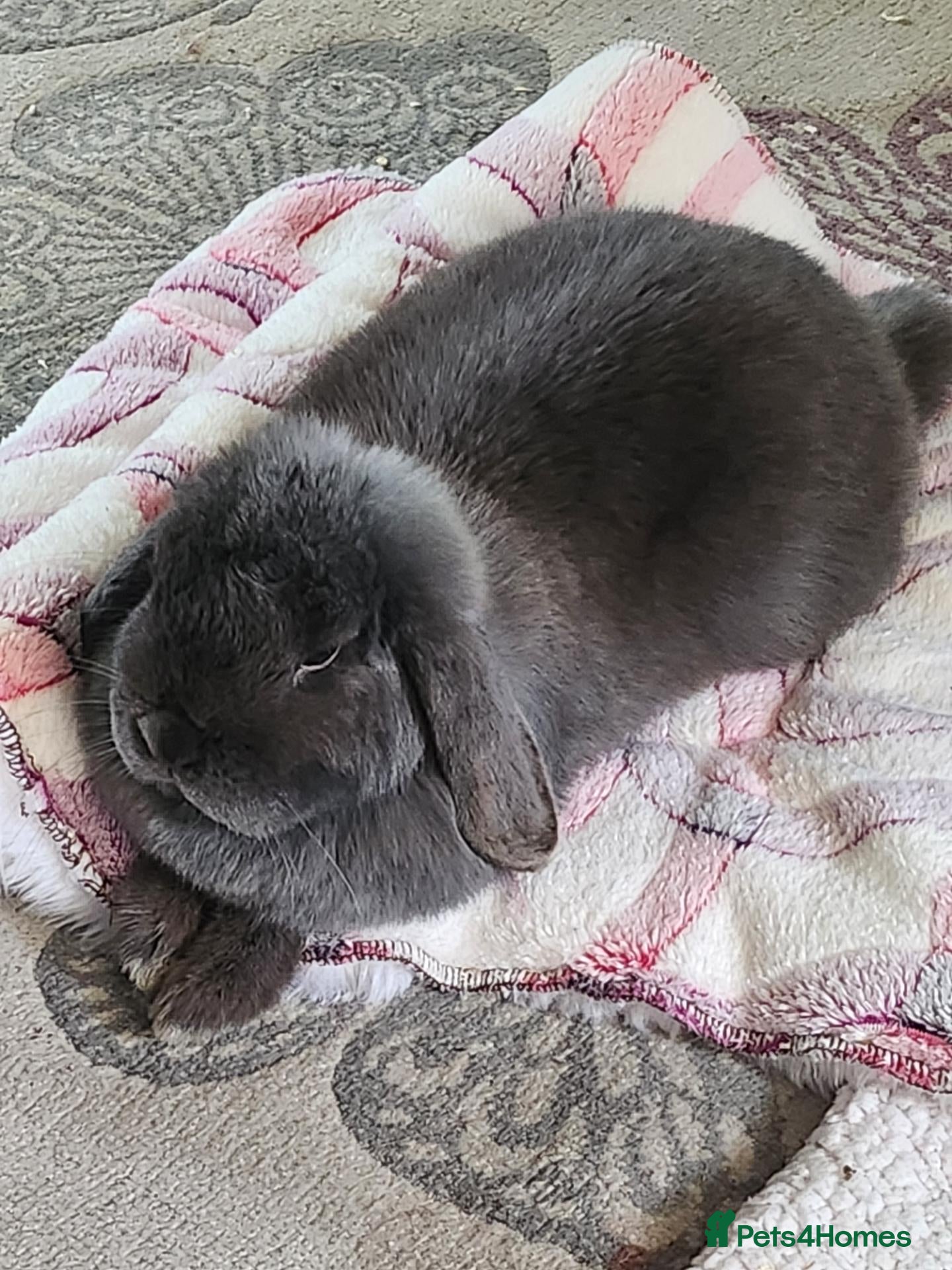 English Lop rabbits Daisy  - Advert 7