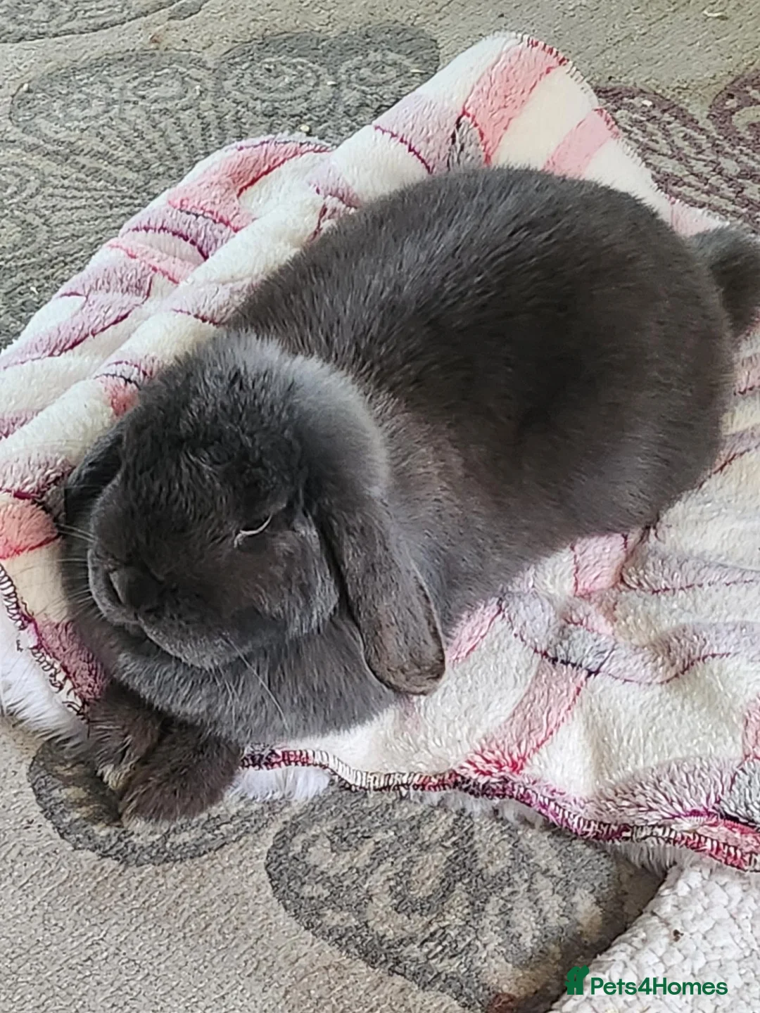 English Lop rabbits for sale: Daisy  in Worksop - Advert 1