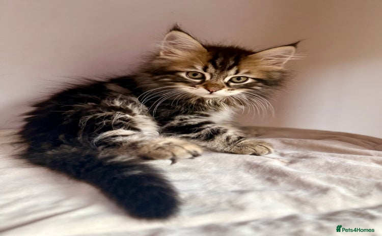 Siberian cats - Advert 1