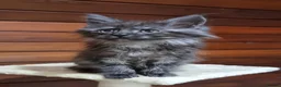 Maine Coon cats for sale: GCCF Pedigree Maine Coon Kittens  - Advert 24