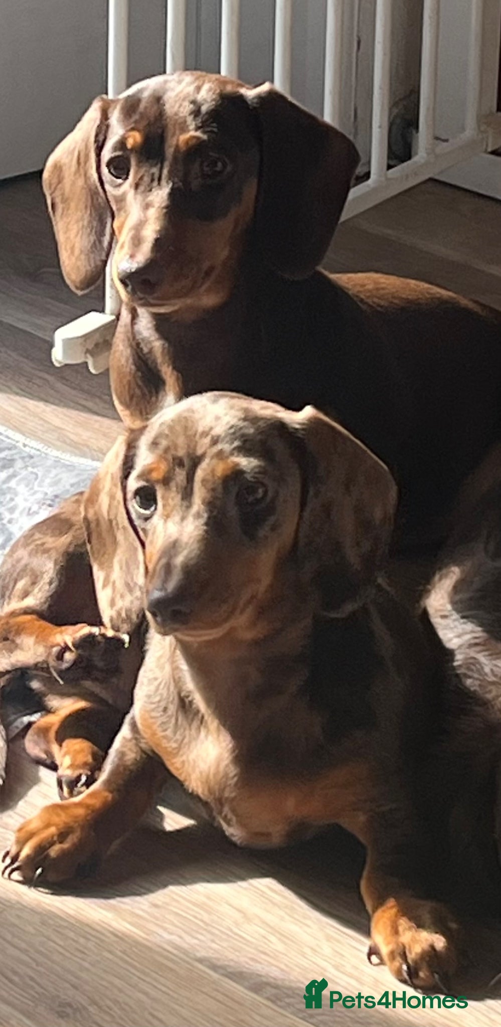 Miniature Dachshund dogs MINI DACHSHUNDS TRUE TO TYPE TWO GIRLS  - Advert 1