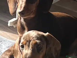 Miniature Dachshund dogs MINI DACHSHUNDS TRUE TO TYPE TWO GIRLS - Advert 1
