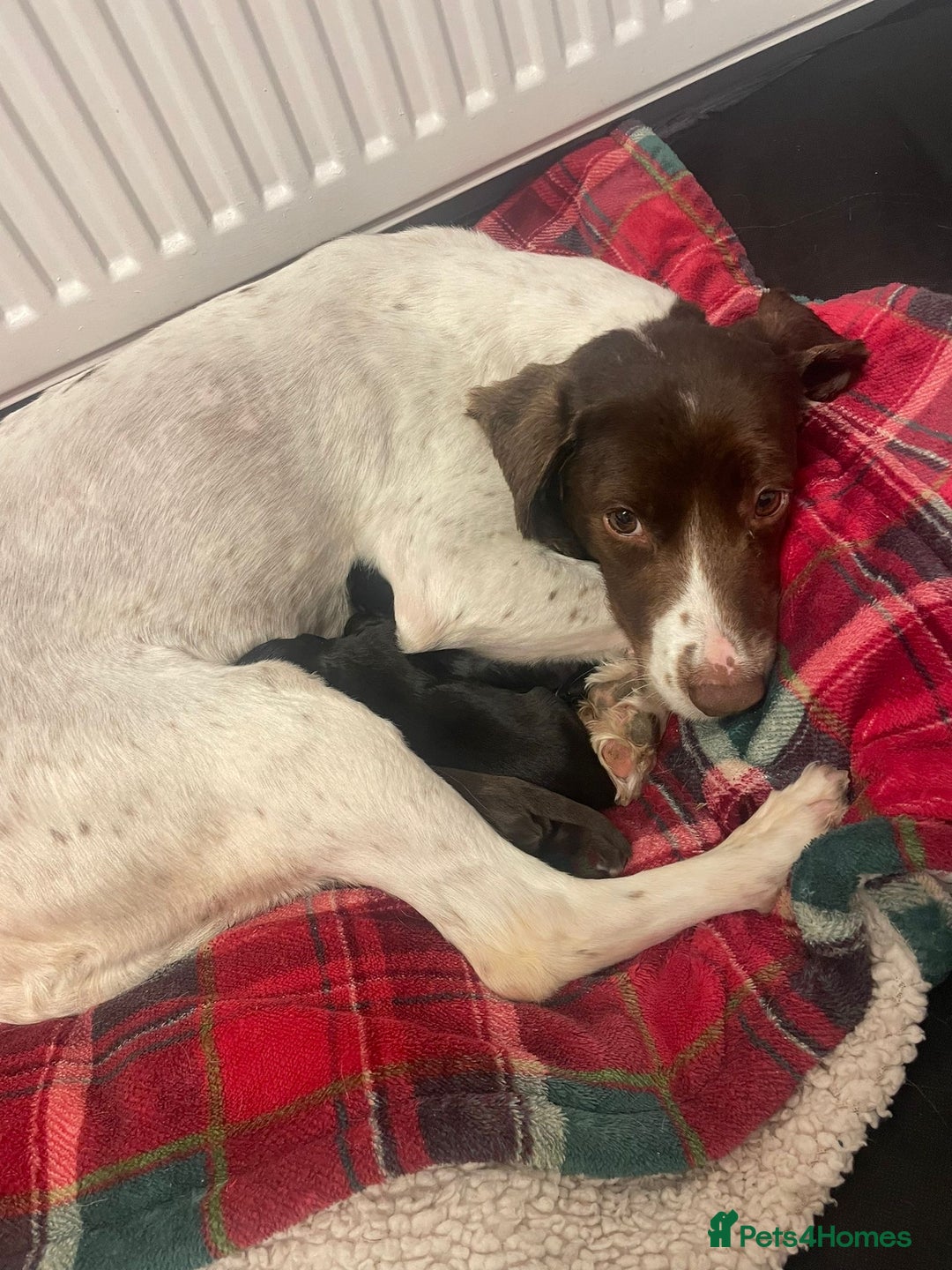 Cockapoo dogs for sale: 4 Stunning and Healthy cockapoos *2 girls 2boys* - Image 23