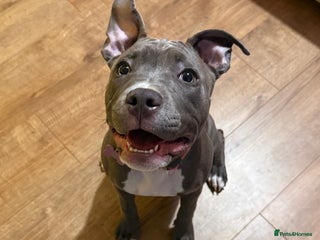 Mixed Breed dogs 6 Month female staffy for sale - Advert 1