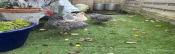 Chickens poultry for sale: 2 x grey speckled pekin bantam cockerel - Advert 1