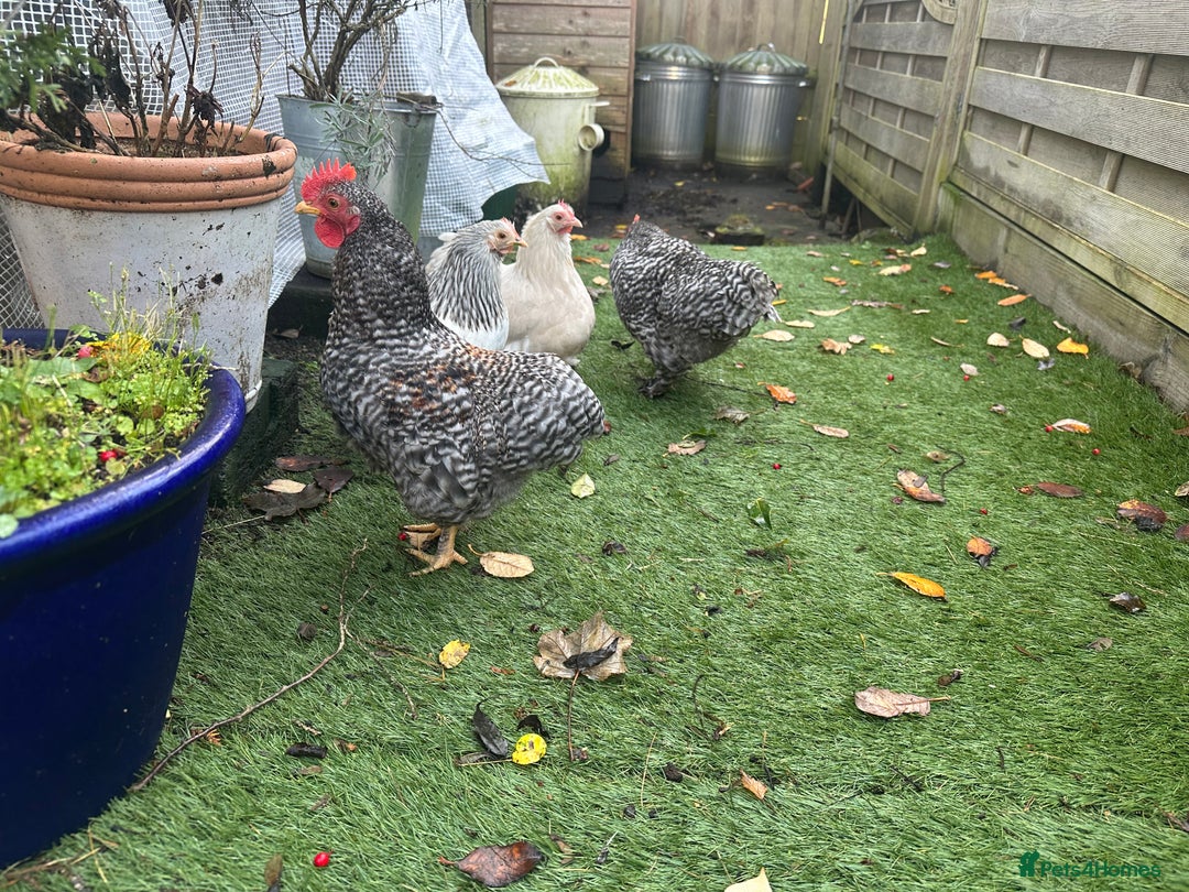 Chickens poultry for sale: 2 x grey speckled pekin bantam cockerel - Advert 1