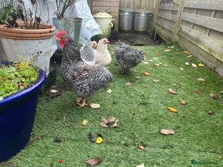 Chickens poultry 2 x grey speckled pekin bantam cockerel - Advert 1